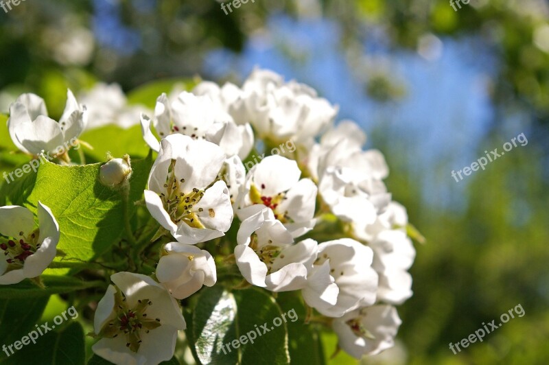 Spring Petals Tree Flowers Pear Tree