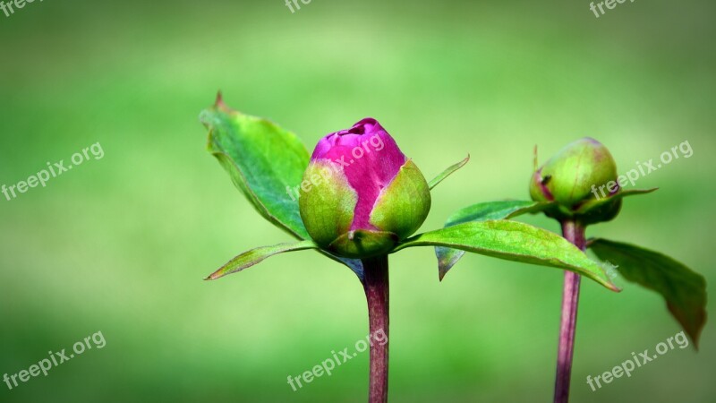 Peony Bud Flower Spring Pink