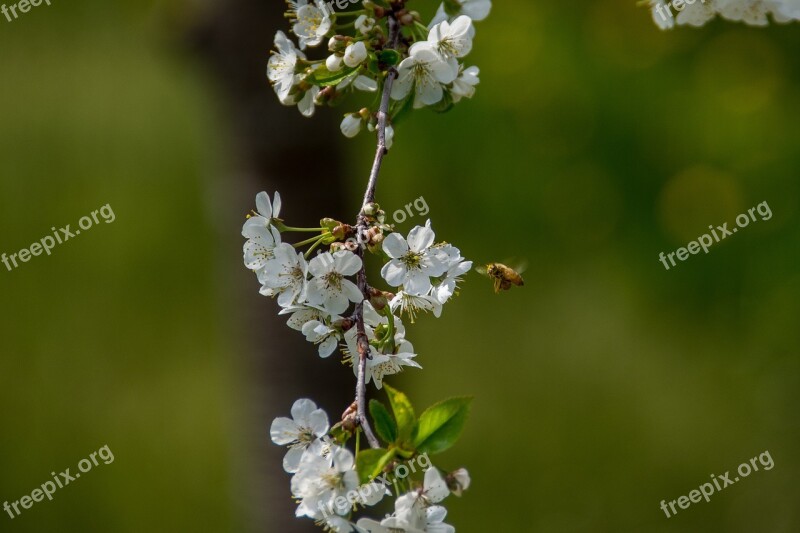 Cherry Blossom Flower Spring Blossom Bloom