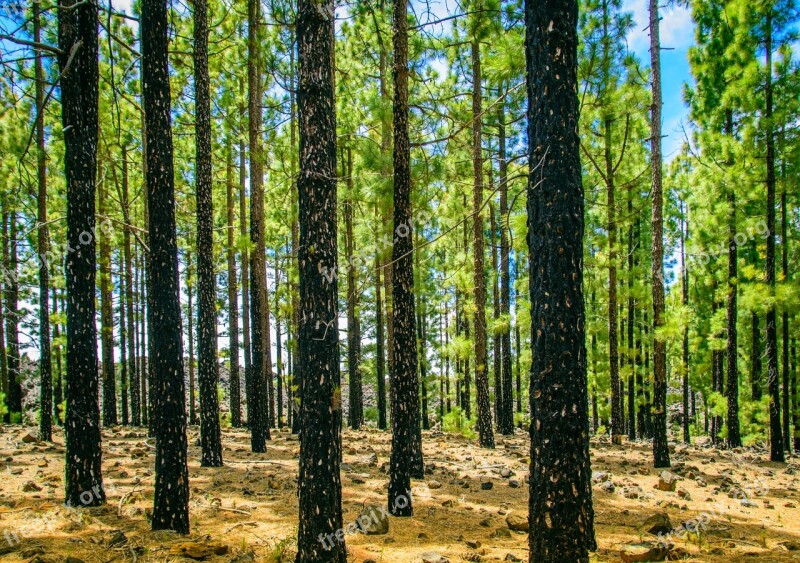 Forest Sun Tree Green Conifers