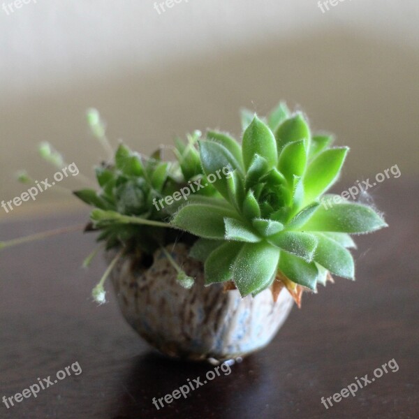 Houseleek Kusamono Bonsai Nature Plant