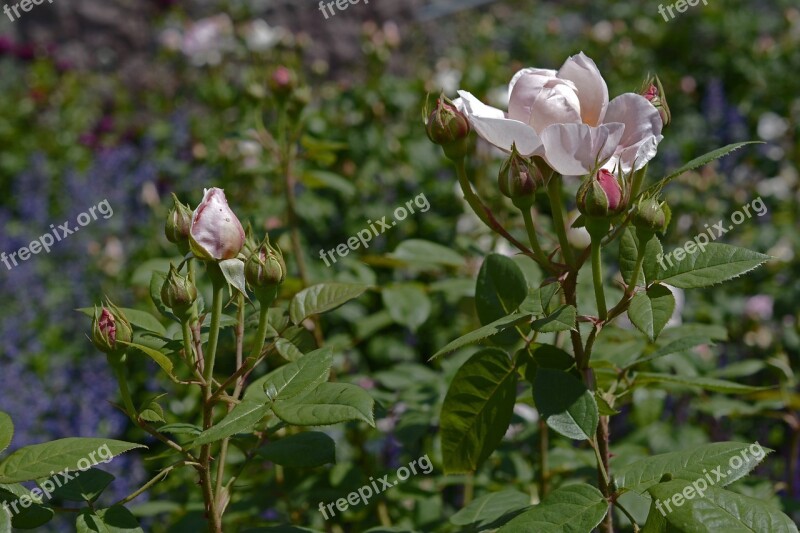 Roses Pink Rose Flower Floribunda Fragrant