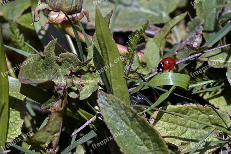 Ladybug Lucky Charm Lucky Ladybug Points Red