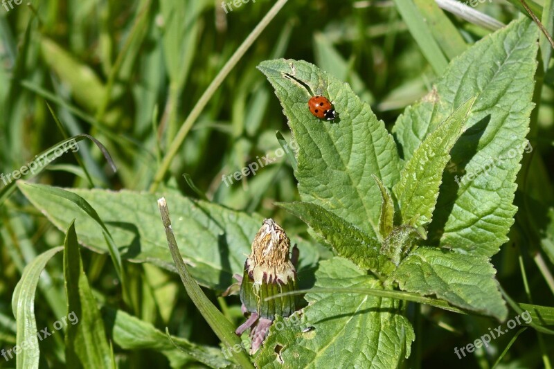 Ladybug Lucky Charm Lucky Ladybug Points Red