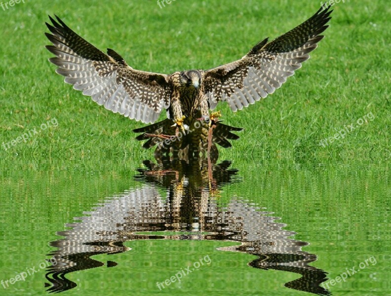 Falcon Mirroring Water Wildpark Poing Approach