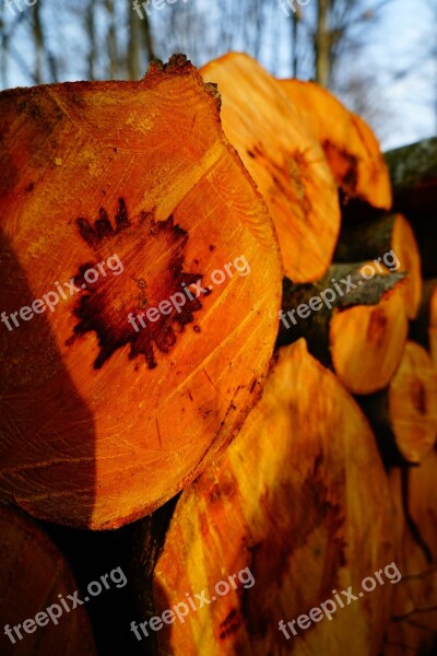 Beech Wood Cut Forest Forestry Holzstapel