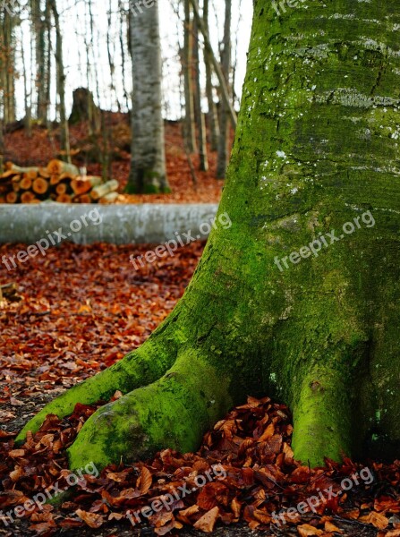 Beech Forest Autumn Forest Trees Autumn