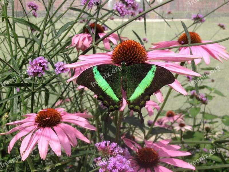 Butterfly Coneflowers Pink Green Summer