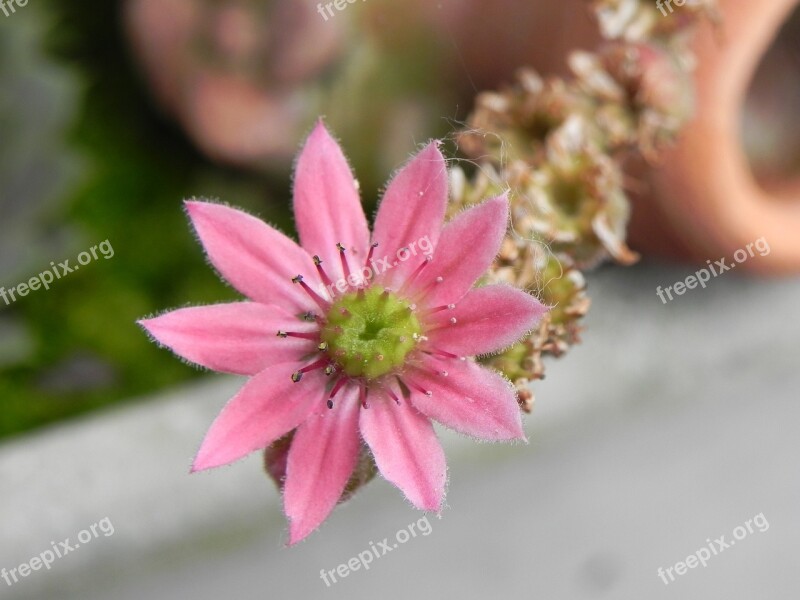 Stone Crop Pink Flower Blossom Bloom