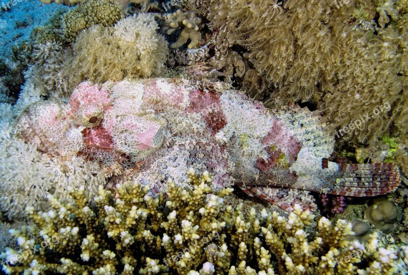 Diving Dragon's Head Underwater Egypt Free Photos