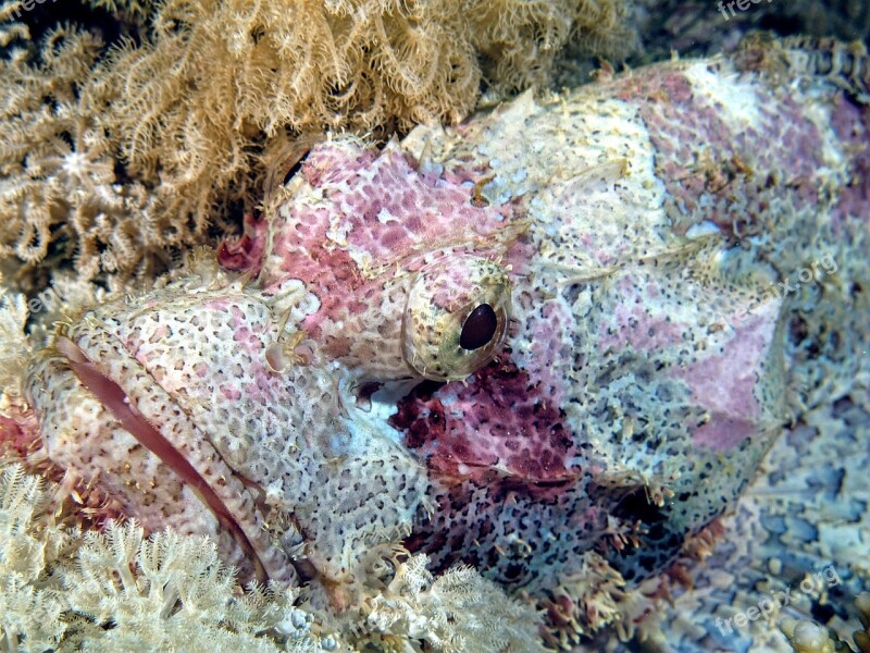 Diving Dragon's Head Underwater Free Photos