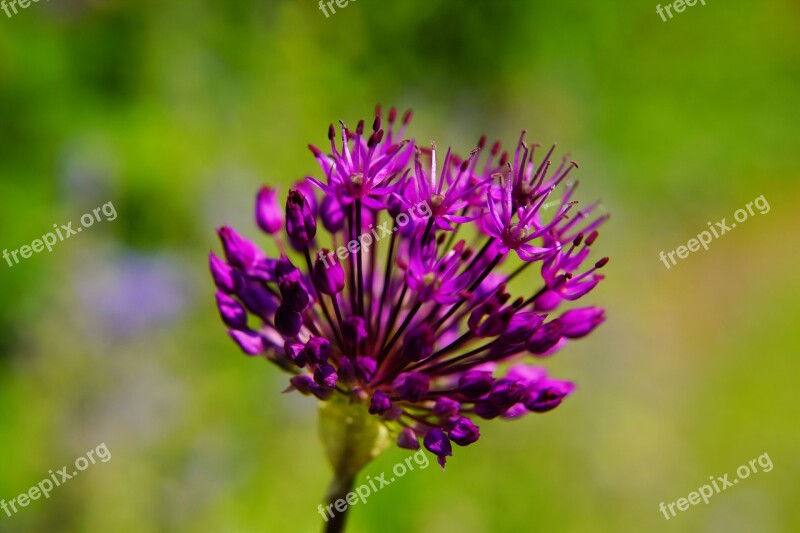 Flower Blossom Bloom Purple Nature