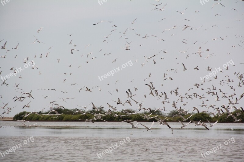 Birds Fly Sea Nature Flight