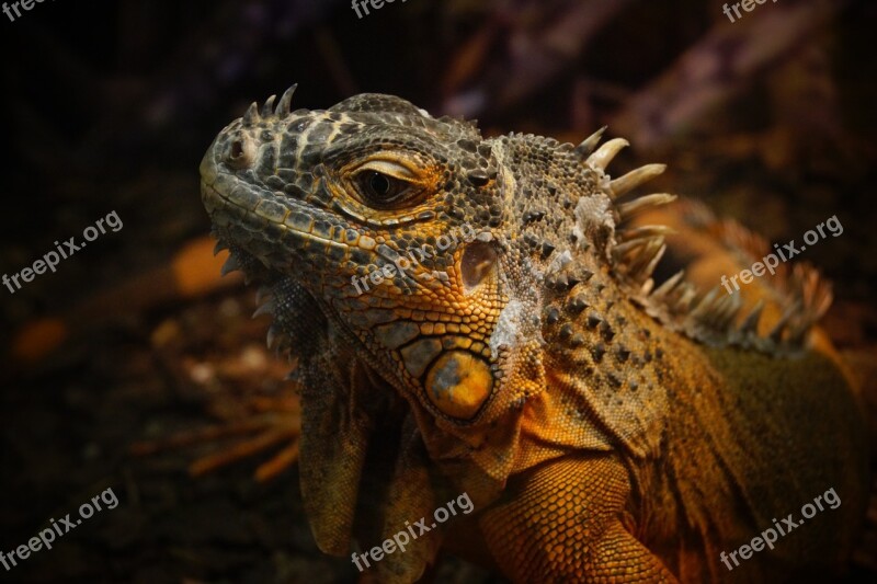 Reptiles Terrarium Zoo Animals Free Photos