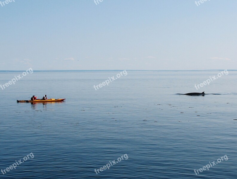 Whale Kayak Nature Marine Watching