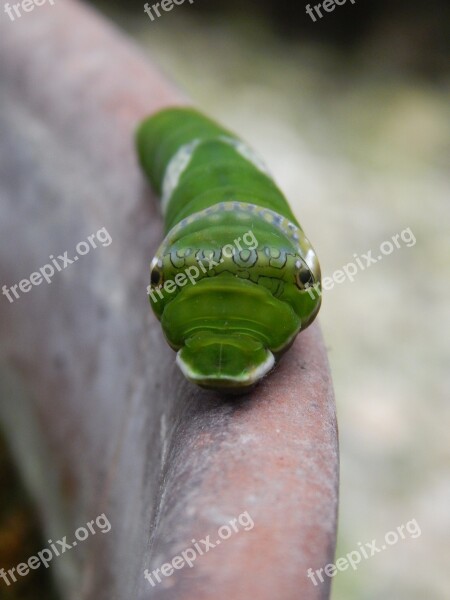 Caterpillar Green Face Hello Cute