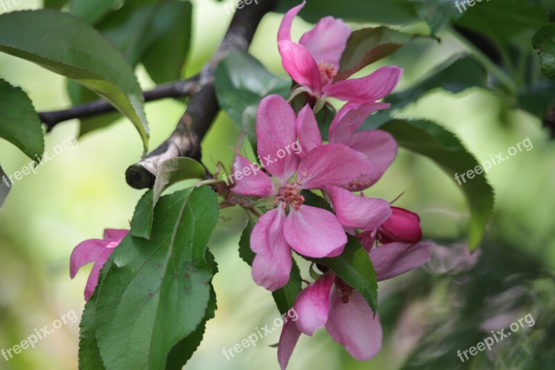 Spring Flower Apple Sad Garden