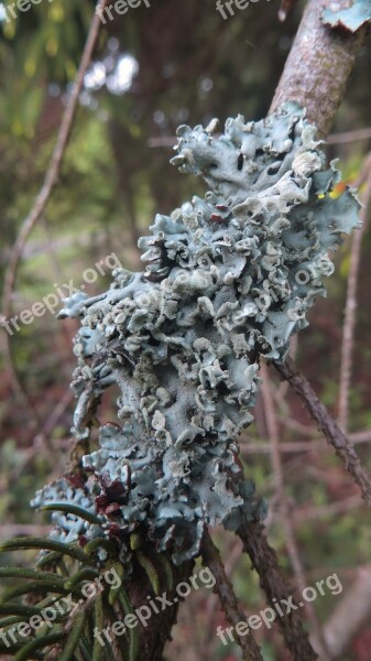 Lichen Branch Conifer Green Fauna