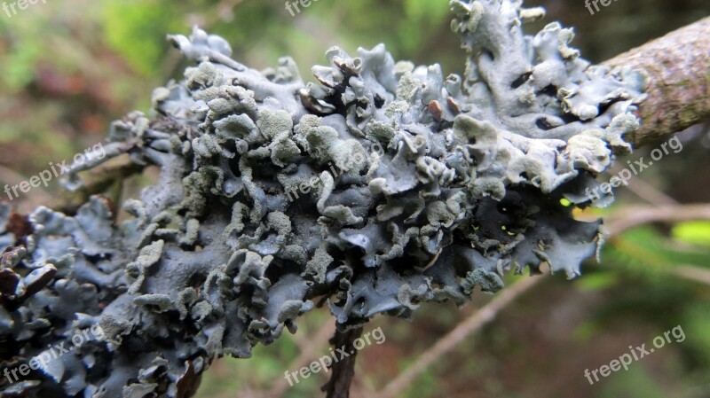 Lichen Branch Conifer Green Fauna