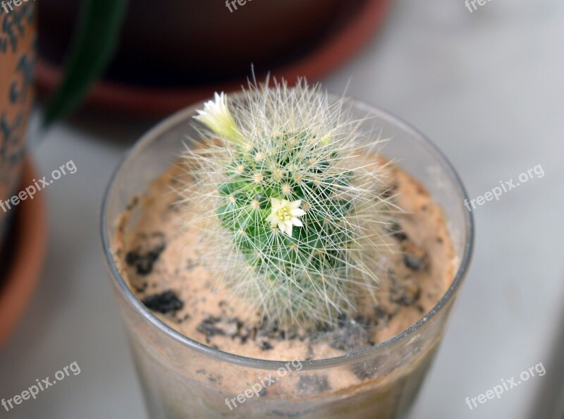 Mammillaria Cactus Flowers Cactus Succulent Plants