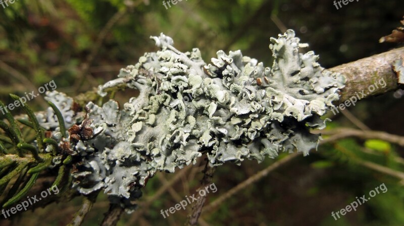 Lichen Branch Conifer Green Fauna