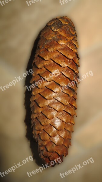 Pine Cones Tree Fruit Decoration Forest Tree