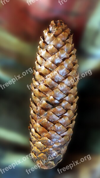 Pine Cones Tree Fruit Decoration Forest Tree