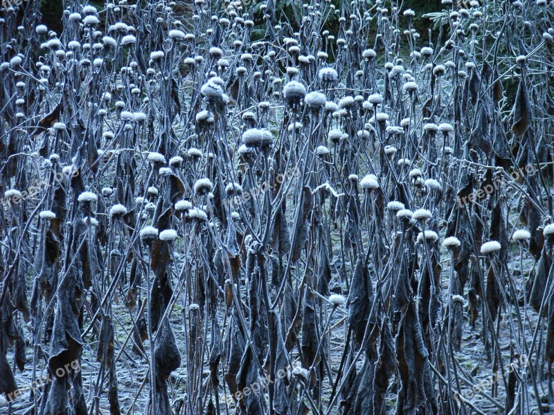 Frost Plant Winter Hoarfrost Ripe