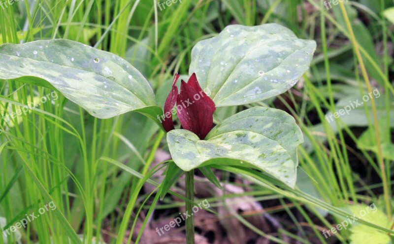 Red Trillium Trillium Red Rare Leaf