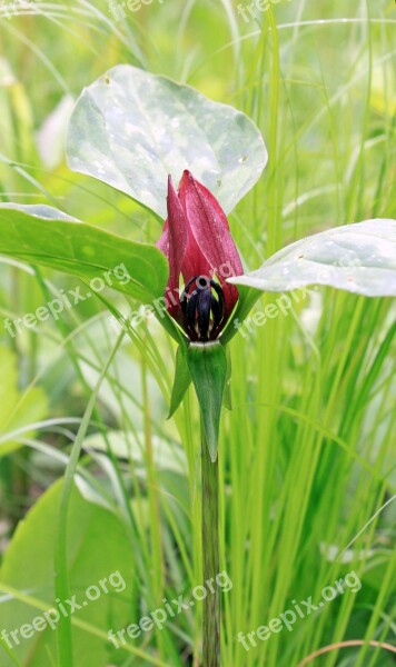 Red Trillium Trillium Red Rare Leaf