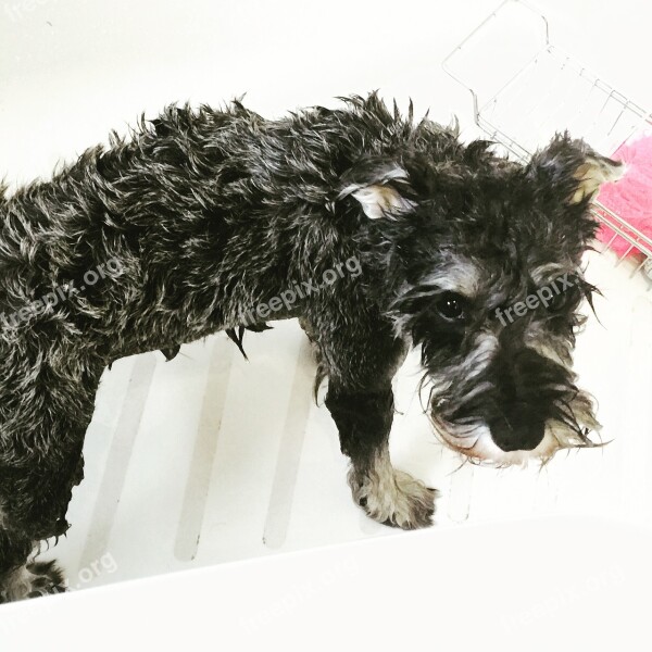 Dog Schnauzer Bath Time Crestfallen Unhappy