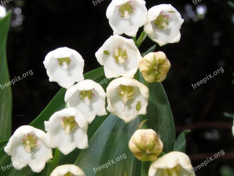 Lily Of The Valley Spring Nature Aphid Free Photos