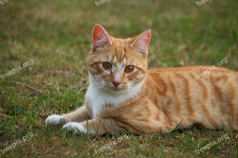 Cat Kitten Mieze Domestic Cat Red Cat