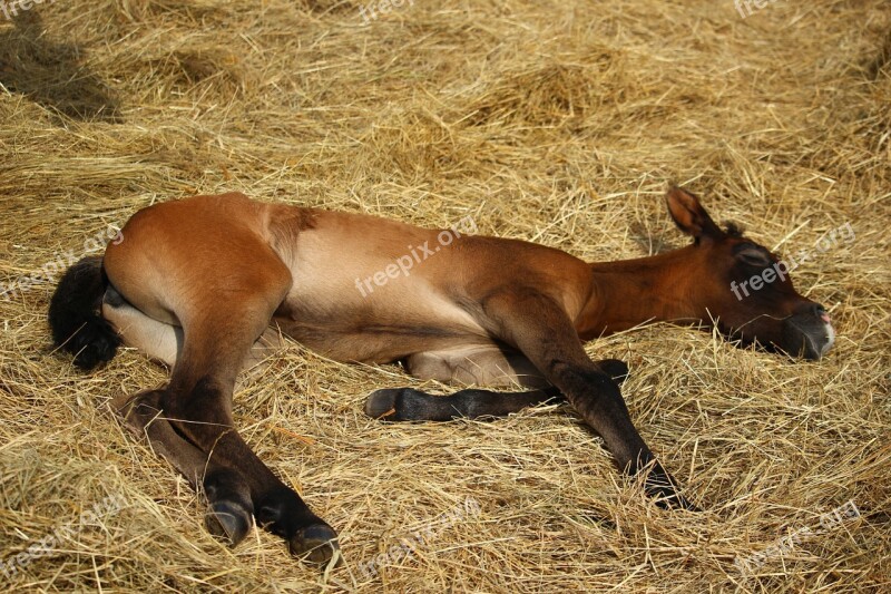 Horse Foal Suckling Brown Mold Thoroughbred Arabian