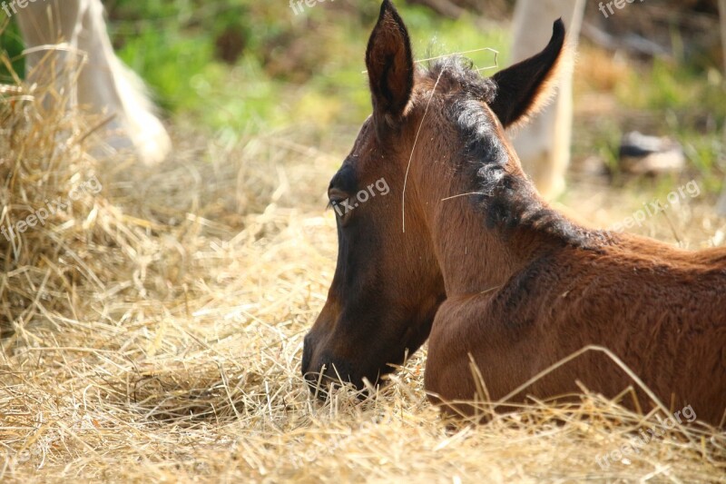 Horse Foal Suckling Brown Mold Thoroughbred Arabian