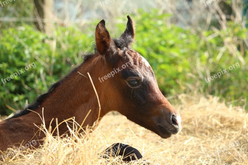 Horse Foal Suckling Brown Mold Thoroughbred Arabian