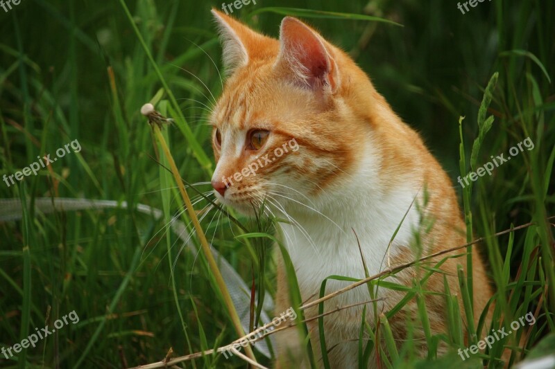 Cat Kitten Mieze Red Mackerel Tabby Red Cat