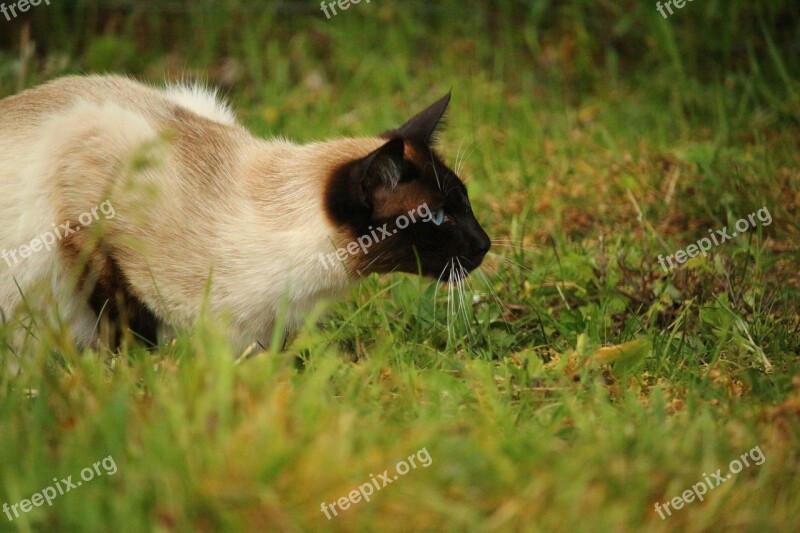 Cat Mieze Kitten Breed Cat Siamese Cat