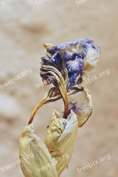 Lily Flower Dry Nature Blossom