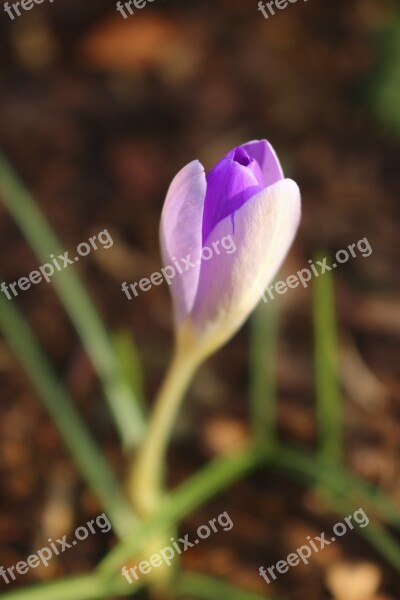 Crocus Blossom Bloom Spring Early Bloomer