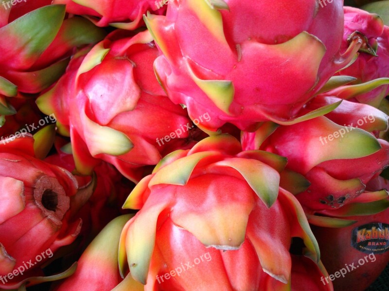 Flowers Roses Exotic Macro Color Pink