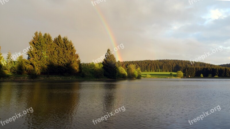 Idyll Forest Conifers Recovery Landscape