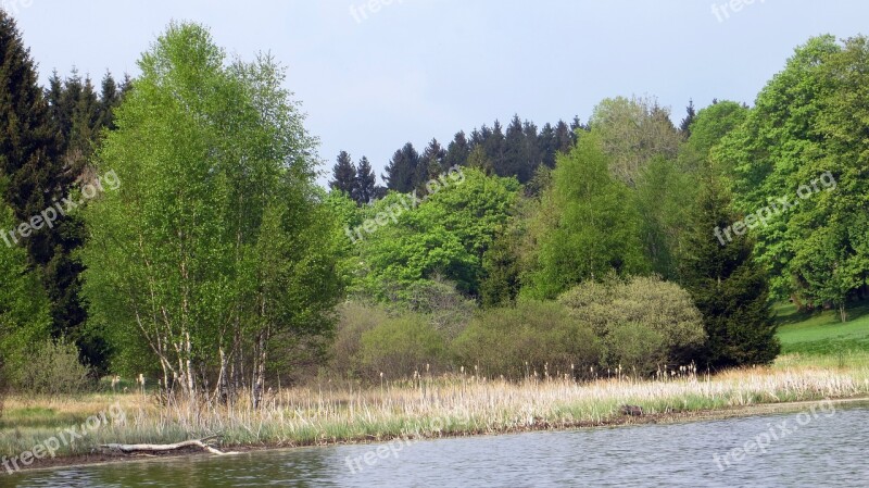 Idyll Forest Conifers Recovery Landscape