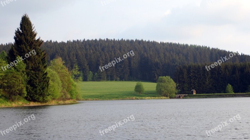 Idyll Forest Conifers Recovery Landscape