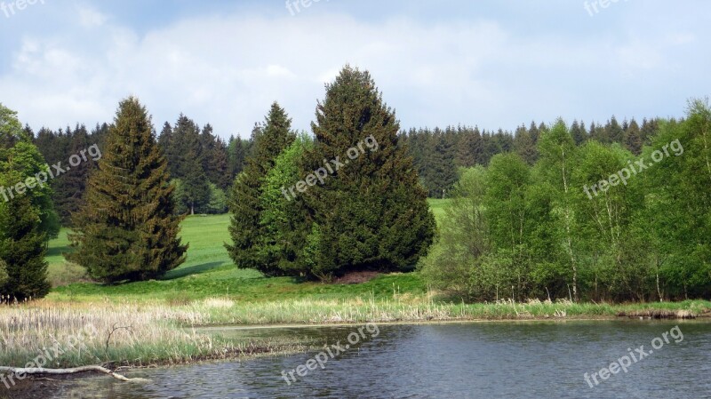 Idyll Forest Conifers Recovery Landscape