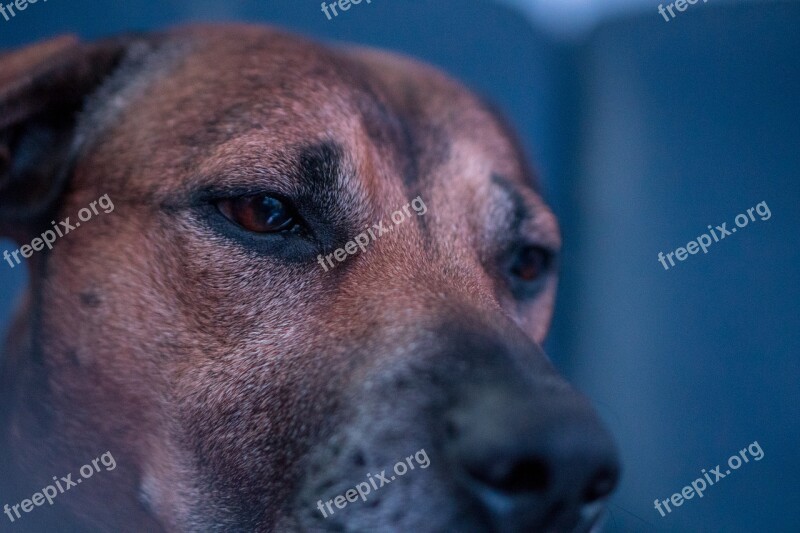 Dog Close Up Eyes Animal Portrait Dog Face