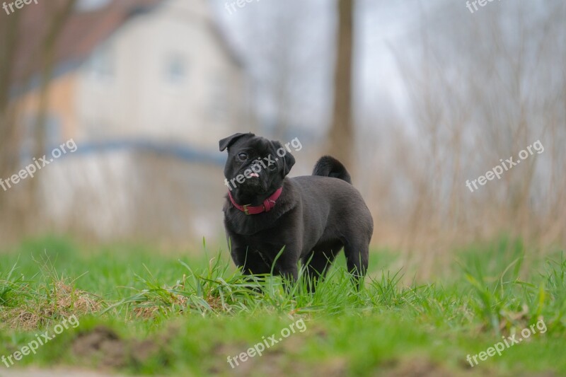 Dog Out Meadow Animal Pet