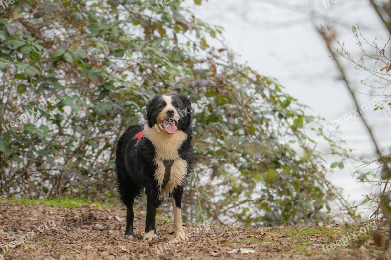 Dog Wet Water Pet Wet Dog