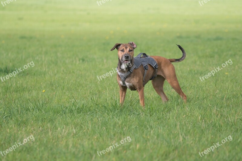 Dog Meadow Play Dog On Meadow Attentive Dog