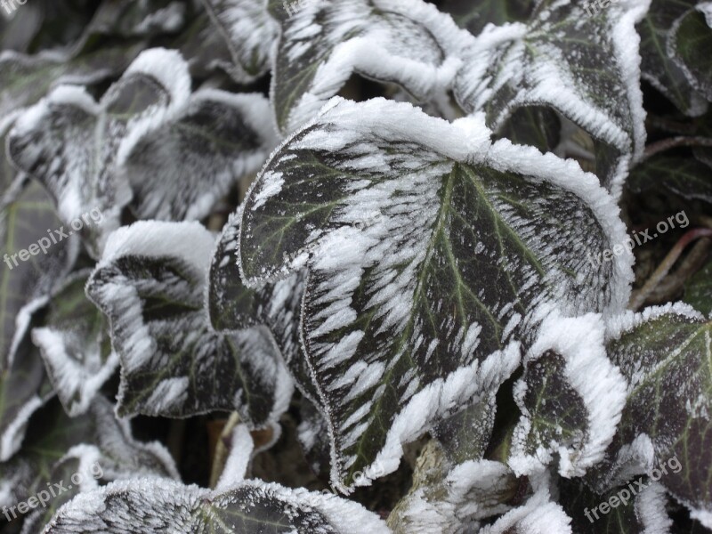 Ivy Winter Snow Cold Green